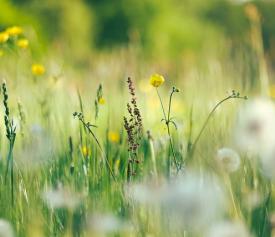 Wild flower field with yellow and purple floers. 