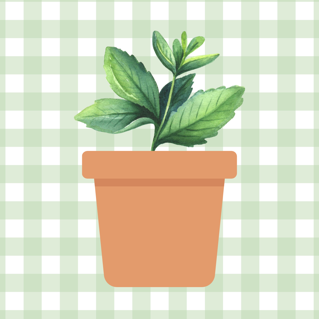 image of a mint plant in a terracotta pot