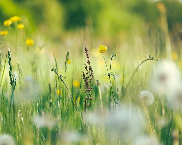 Wild flower field with yellow and purple floers. 