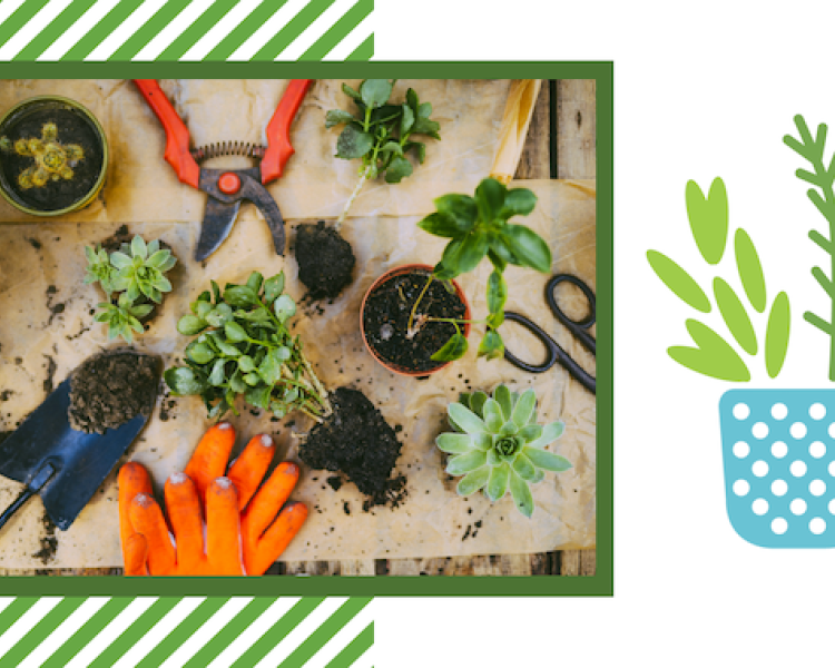 Potted plants, orange garden gloves and garden tools on burlap. 